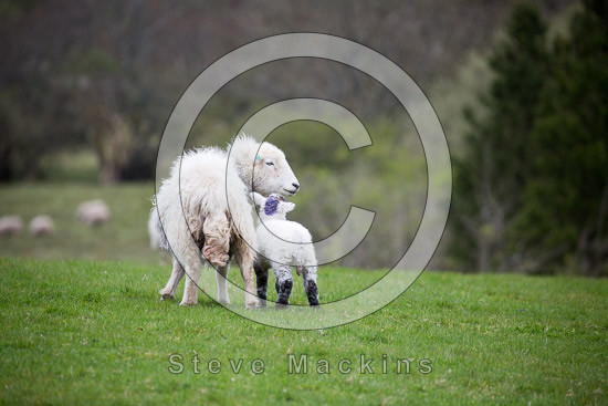 Ullscarf Herdwick - Lakeland Photos - Art Prints Ullscarf Herdwick