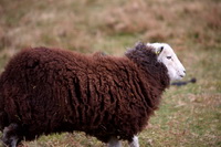 Herdwick, Herdwick Sheep Sketch, Barbon, Long Side, Lake District, Herdy Art, Gosforth, Great Cockup, Herdwick, Herdies, Cumwhitton, Pooley Bridge, Herdwick Wall Art, Souther Fell, Herdwick Sheep Oil Pastels, Angletarn Pikes, Herdwick Sheep Art Studio, Herdwick Sheep Art, Lazonby, Crosthwaite, Aldingham, Herdwick Sheep Prints, Brandreth, High Street, Herdwick Artwork, Grayrigg, Carl Side, Coniston Old Man,  Lake District, Cumbria.