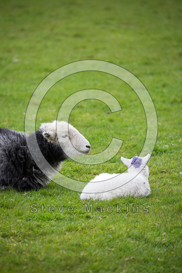 Great Musgrave Field Lake district Sheep