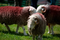 Gilcrux, Mellbreak, Threlkeld, Bowfell, Walton, Roosebeck, Gray Crag, Drybeck, Brigham, Dearham, Whinlatter, Herdwick, Great Calva, Thornthwaite Crag, Herdwick Sheep Oil Painting, Herdy Sketches, Herdy Sheep Artist, Shipman Knotts, Herdwick Sheep Oil Painting, Herdy Wall Art, Beckermet, Herdwick Wall Art, Swirl How, Hart Crag, Fairfield, Grey Crag,  Lake District, Cumbria.