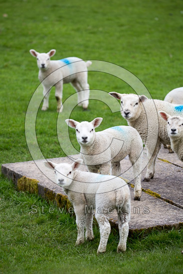 Ulpha Lakeland Sheep