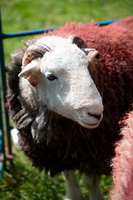 Kirkland (Frizington), Great Gable, Beckermet, Herdwick Art, Blake Fell, Morland, Rowrah, High Tove, Kidsty Pike, Brampton (Carlisle), Edenhall, Pooley Bridge, Herdwick Sheep Oil Pastels, Herdwick, Brim Fell, Wansfell, Allonby, Grayrigg, Thurstonfield, Great Dodd, Bampton, Hallin Fell, Barf, Herdwick Ewe, Grisedale Pike, Red Screes, Herdwick Sheep Oil Painting, Herdwick Sketches, Mixed-Media Herdwick Art, Thunacar Knott, Herdwick Drawings,  Lake District, Cumbria.