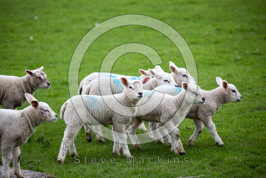 Swirl How Valley Herdwick