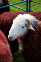 Herdy Sketches, Herdy Wall Art, Herdies, Herdwick Sheep Oil Painting, Meal Bank, Grike, Sallows, Hesket Newmarket, Brougham, Herdwick Sheep Art, Harter Fell, Mardale, Herdy Sketch, Whinlatter, Wetheral, Illgill Head, Fellbarrow, Herdwick Sheep Art Studio, Dean, Newton Arlosh, Plumpton (Penrith), Blencogo, Red Pike (Buttermere), Herdwick Sheep Oil Pastels, Slate Fell, Colton, Lakeland Sheep,  Lake District, Cumbria.