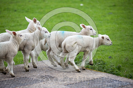 Scaleby Valley Lakeland Sheep