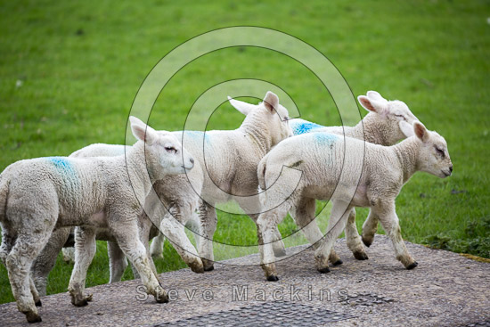 Allithwaite Valley Herdwick