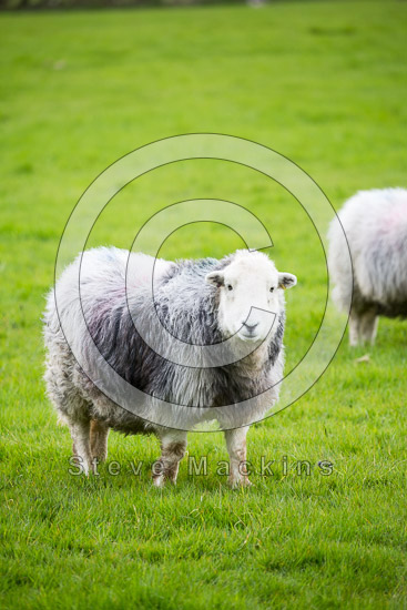 Longlands Fell Valley Herdwick - Lakeland Photos - Art Prints Longlands Fell Valley Herdwick
