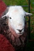Herdwick Ewe, Bowness-on-Solway, Camerton, Lowther, Dollywaggon Pike, Herdwick Sheep Art, Herdwick Company, Meal Fell, Hale, Branstree, Herdwick Artwork, Lindal in Furness, Lorton (High and Low), Causey Pike, Great Borne, Herdwick Drawings, Herdwick Art Studio, Brock Crags, Farlam, Great Sca Fell, Herdwick Sheep Acrylic Painting, Burgh by Sands, Leasgill, Herdwick Sheep Oil Pastels, Wetherlam, Caw Fell, Winton, Dovenby, Thunacar Knott,  Lake District, Cumbria.