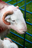 Glaramara, Herdwick Company, Loadpot Hill, Herdwick Sheep Art, Troutbeck Tongue, Souther Fell, Herdwick Sketches, Sheffield Pike, Dockray, Torpenhow, Buckbarrow, Cartmel Fell, Westnewton, Catstycam, Askam in Furness, Skiddaw Little Man, Hethersgill, Herdwick Sheep Prints, Herdwick, Mixed-Media Herdwick Art, Bakestall, Herdwick Sheep Oil Painting, Natland, Herdwick Sheep, Glassonby, Carlisle, Silver How, Lingmell, Herdies,  Lake District, Cumbria.