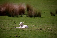 Bowscale Fell, Orton, Low Fell, Rannerdale Knotts, Grange-Over-Sands, Harter Fell, Mardale, Mixed-Media Herdy Art, Scar Crags, Kentmere, Dovenby, Nethermost Pike, Herdwick Sheep Oil Painting, Lakeland Sheep, Carlisle, Herdwick Sheep Sketch, Little Strickland, Pooley Bridge, Ill Bell, Herdwick, Lowthwaite Fell, Melmerby, Crosscanonby, Herdwick Sheep, Herdwick Sheep Oil Pastels, Herdy, Broom Fell, Cockermouth,  Lake District, Cumbria.