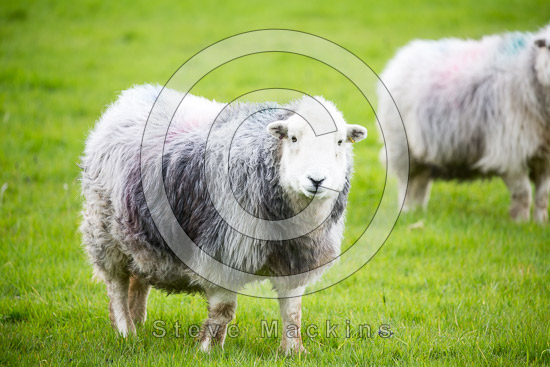 Corney Herdwick