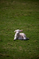 Ousby, Buck Pike, Ayside, Herdwick Sheep, Corney, Soulby (Kirkby Stephen), Rest Dodd, Rampsgill Head, Herdwick Art Studio, Lakeland Sheep, Bleaberry Fell, Herdwick Artwork, Orton, Herdwick Sketch, Yoke, Herdwick Sheep Acrylic Painting, Herdwick, Herdwick Company, Wasdale Head, Coniston Old Man, Dodd, Herdwick Sheep Oil Painting, Herdwick Sheep Prints, Dearham, Herdwick Art, Herdwick Sheep Sketch, Burnbank Fell, Skelton, Brigham, Little Hart Crag, Crooklands,  Lake District, Cumbria.