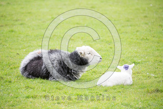 Grange Fell Valley Herdwick Sheep