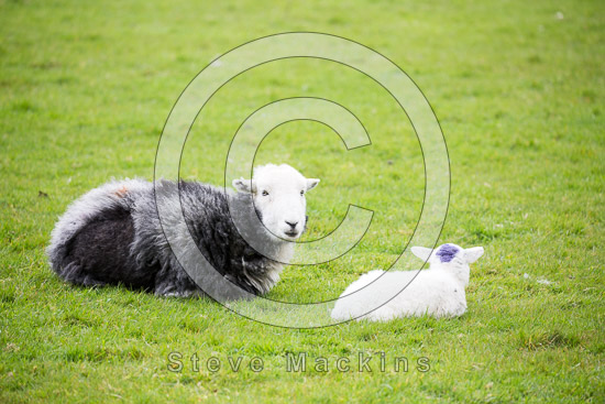 Houghton Field Herdwick Sheep - Lakeland Photos - Art Prints Houghton Field Herdwick Sheep