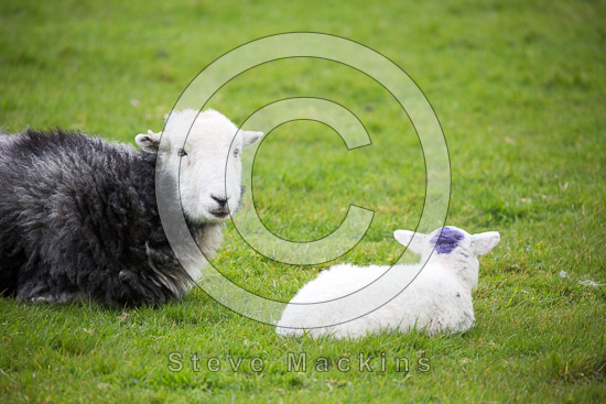 Lindal in Furness Field Lake district Sheep - Lakeland Photos - Art Prints Lindal in Furness Field Lake district Sheep