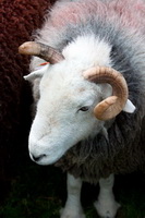 Wether Hill, Colton, Dearham, Maiden Moor, Skelton, Gray Crag, Herdwick Sketches, Stonethwaite, Pike of Blisco, Herdwick Sheep Acrylic Painting, Herdwick Artwork, Herdies, Herdwick Sheep Prints, Bampton Grange, Herdwick Art, Latrigg, Houghton, Herdwick, Barbon, Herdwick Ewe, Grisedale Pike, Lingmoor Fell, Bouth, Biggar, Great Orton, Mixed-Media Herdwick Art, Herdwick Company, Eagle Crag, Thunacar Knott, Haystacks, Great Calva, Wiggonby, Harter Fell, Mardale, Herdwick Sheep Oil Painting,  Lake District, Cumbria.