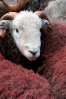 Kidsty Pike, Herdwick Sketch, Herdwick Drawings, Carrock Fell, Ackenthwaite, Great Rigg, Hopegill Head, Helm Crag, Herdwick Company, Hilton, Mixed-Media Herdwick Art, Coniston, Scar Crags, Herdwick Sheep, Harter Fell, Mardale, Lakeland Sheep, Harter Fell, Eskdale, Maulds Meaburn, Blencarn, Herdwick Sketches, Mardale Ill Bell, Roosebeck, Herdwick Ewe, Herdwick Sheep Oil Pastels, Kearstwick, Troutbeck Tongue, Nateby, Caudale Moor, Barrow, Herdwick Sheep Acrylic Painting, Frizington,  Lake District, Cumbria.