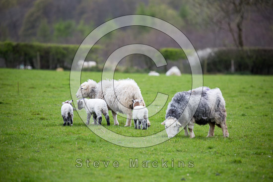 Helm Crag Herdwick
