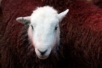 Herdwick Sheep Art Studio, Herdwick Wall Art, Crosby Ravensworth, Red Screes, Yoke, Harter Fell, Mardale, Herdwick Sheep Prints, Catstycam, Rowrah, Lakeside, Kirk Fell, Black Combe, Long Side, Herdwick, Herdwick Sheep Oil Pastels, Glaramara, Lakeland Herdy Artworks, Lakeland Sheep, Rockcliffe, Loadpot Hill, Herdwick Sheep Oil Painting, Middle Dodd, Pike of Blisco, Herdy Sketches, Askam in Furness, Roa Island, Cleator, Herdwick Artwork, Carrock Fell, Herdy,  Lake District, Cumbria.