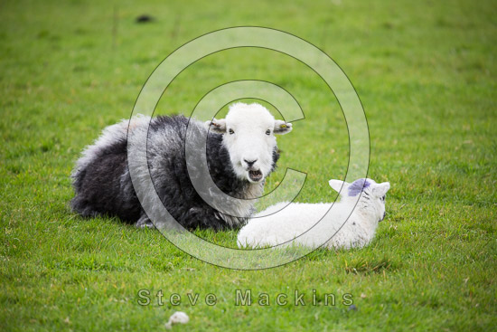 Boot Valley Lakeland Sheep