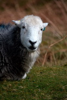 Stainton With Adgarley, Holme St. Cuthbert, Rest Dodd, Brown Pike, The Nab, Lonscale Fell, Red Screes, Herdwick Sheep Art, Herdwick Sheep Oil Painting, Hen Comb, Herdwick Sketch, Waberthwaite, Low Pike, High Raise, Herdwick Sheep, Kirk Fell, Herdwick Sketches, Ravenstonedale, Orthwaite, Herdwick Artwork, Herdwick Sheep Prints, Herdwick Ewe, Durdar, Coniston Old Man, Ireleth, Tebay,  Lake District, Cumbria.