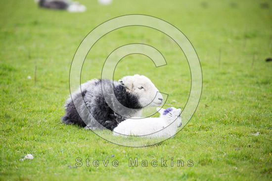 Cotehill Valley Herdwick
