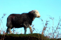 Herdwick, Embleton, Herdwick Art Studio, Hard Knott, Brandreth, Askam in Furness, Sebergham, Rydal, Herdwick Artwork, Steel Knotts, Herdwick Sheep Oil Pastels, Glenridding Dodd, Herdwick Sketches, Herdwick Company, Herdwick Sheep Oil Painting, Lakeland Sheep, Sale Fell, Grayrigg Forest, Aldingham, Briery, Raughton Head, Grisedale Pike, Ill Bell, Herdwick Art, Barf, Crosscanonby,  Lake District, Cumbria.