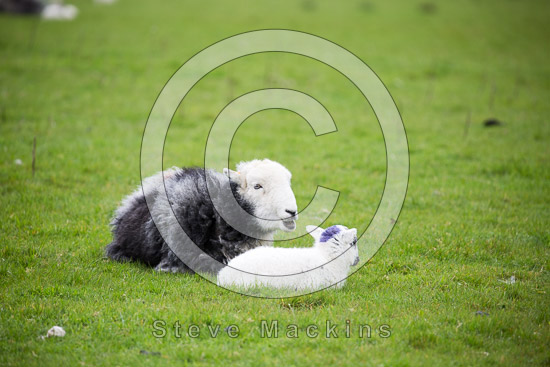 Skelton Valley Herdwick