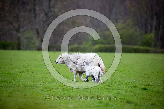 Skelwith Bridge Farm Herdwick