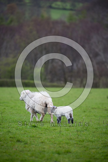 Brigsteer Field Lake district Sheep