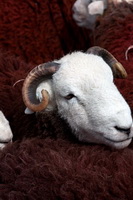 Herdwick Sheep, Blindcrake, Mixed-Media Herdy Art, Herdwick Sheep Acrylic Paintings, Cumdivock, Lakeland Sheep, Slate Fell, Lank Rigg, Brigsteer, Crosscanonby, Lakeland Herdy Artworks, Hoff, Near Sawrey, Great Sca Fell, Herdwick Drawings, Herdwick Sheep Prints, Herdy Art, Robinson, High Raise, Swirl How, Herdies, Buckbarrow, Herdy Wall Art, Beaumont, Herdwick Sheep Oil Painting, Grisedale Pike, Herdwick Sheep Oil Painting,  Lake District, Cumbria.