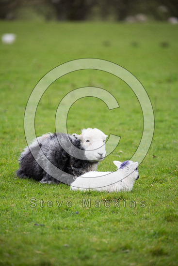 Hindscarth Field Lakeland Sheep