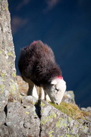 Leece, Kirkbampton, Herdwick Sheep Art, Lowick, Kirkcambeck, Herdwick Artwork, Troutbeck Tongue, Swinside, Port Carlisle, Illgill Head, Birker Fell, Bridekirk, Herdy Art, Scar Crags, Hart Crag, Herdwick Sheep, Ulverston, Lakeland Sheep, Isle of Walney, Barf, Herdwick Sheep Oil Painting, Holme St. Cuthbert, Bowness-on-Windermere, Herdy Sheep Artist, Braithwaite, Brae Fell, Grayrigg Forest, Hopegill Head, Burnbank Fell,  Lake District, Cumbria.