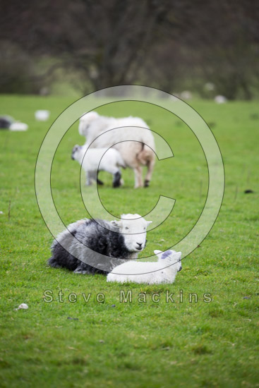 Grey Friar Valley Herdwick