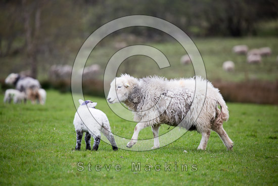 Buck Pike Herdwick Sheep - Lakeland Photos - Art Prints Buck Pike Herdwick Sheep