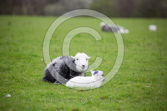 Morland Field Lakeland Sheep