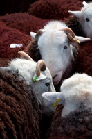 Lakeland Sheep, Lorton (High and Low), Blencow, Herdy Sketch, Satterthwaite, Sale Fell, Herdwick Sheep Sketch, Cold Pike, Mixed-Media Herdy Art, Souther Fell, Irthington, Stone Arthur, Westward, Seathwaite (Duddon Valley), Holme St. Cuthbert, Newton Reigny, Herdwick Sheep Prints, Herdy Sheep Artist, Rannerdale Knotts, New Hutton, The Nab, Grayrigg Forest, Lakeland Herdy Artworks, Herdies, Carl Side, Rampsgill Head, Garrigill,  Lake District, Cumbria.