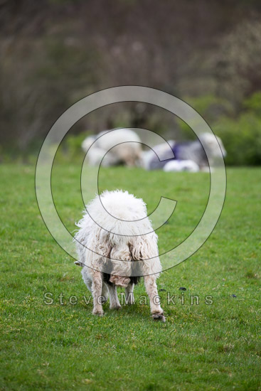 Holme Fell Field Lake district Sheep