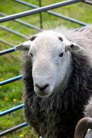 Great Ormside, Arnside, Swinside, Keswick, Knott, Rosthwaite Fell, Ravenstonedale, Herdwick Wall Art, Ennerdale Bridge, Great Dodd, Ling Fell, Grayrigg, Slate Fell, Urswick Great and Little, Lakeland Herdy Artworks, Herdwick Sheep Oil Painting, Whiteless Pike, Glassonby, Buck Pike, Pavey Ark, Herdies, Herdy Sheep Artist, Farlam, Herdy Wall Art, Herdy Sketch, Dovenby, Herdwick Sheep Sketch, Herdwick Sheep, Herdwick Sheep Acrylic Paintings,  Lake District, Cumbria.