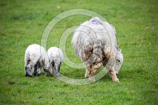 Grayrigg Forest Lake district Sheep