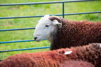 Hartsop Dodd, Herdwick Sheep Oil Painting, Herdies, Gleaston, High Raise, Herdwick Sheep Prints, Little Mell Fell, Harter Fell, Eskdale, Dent, Orthwaite, Beaumont, Herdwick Sheep Art, Place Fell, Sandside, Barf, Scoat Fell, Herdy Sheep Artist, Grike, Croglin, Herdwick Sheep Oil Painting, Grey Knotts, Lingmoor Fell, Herdwick Sheep Oil Pastels, Briery, Glaramara, Sandwith, Herdy Ewe, Herdwick Sheep Sketch, Steeple,  Lake District, Cumbria.