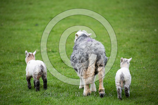 Edenhall Field Lakeland Sheep - Lakeland Photos - Art Prints Edenhall Field Lakeland Sheep