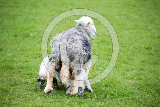 Drumburgh Field Herdwick - Lakeland Photos - Art Prints Drumburgh Field Herdwick