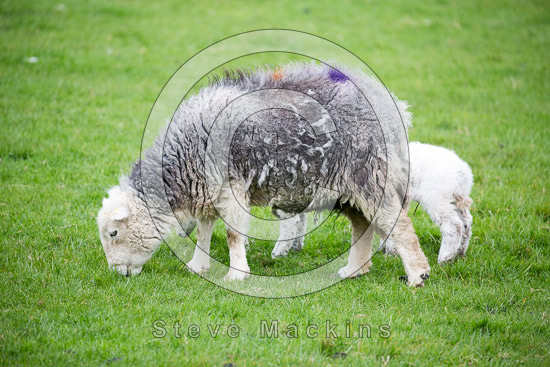 Skiddaw Little Man Lake district Sheep