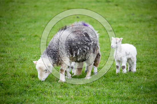 Thornthwaite Crag Valley Herdwick Sheep - Lakeland Photos - Art Prints Thornthwaite Crag Valley Herdwick Sheep