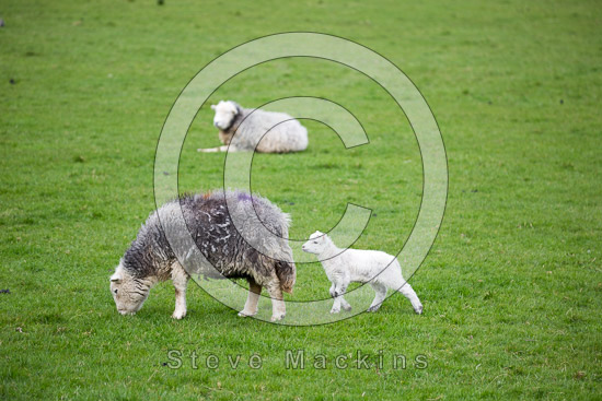 Ard Crags Herdwick Sheep - Lakeland Photos - Art Prints Ard Crags Herdwick Sheep