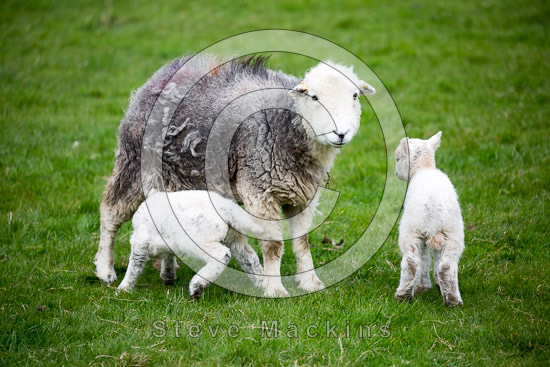Skelwith Bridge Farm Lakeland Sheep - Lakeland Photos - Art Prints Skelwith Bridge Farm Lakeland Sheep