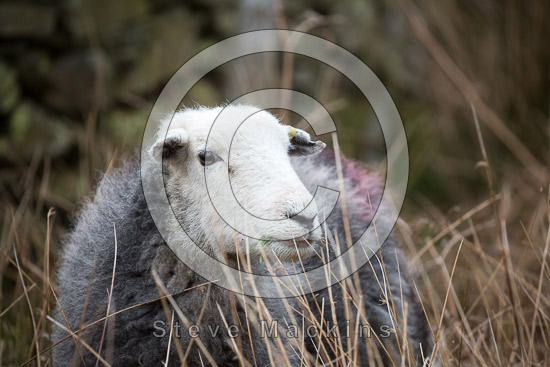 Ill Bell Field Lakeland Sheep - Lakeland Photos - Art Prints Ill Bell Field Lakeland Sheep