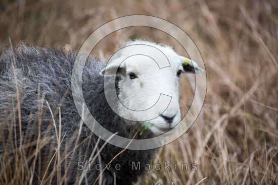 Catstycam Field Herdwick