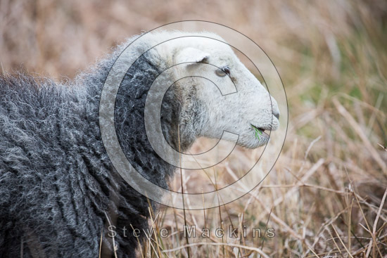 Great Borne Herdwick